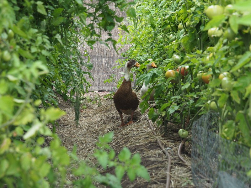 Geese at work at the vegetable garden at the Royal Mail Hotel