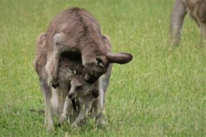 Kangaroo looking after her joey.
