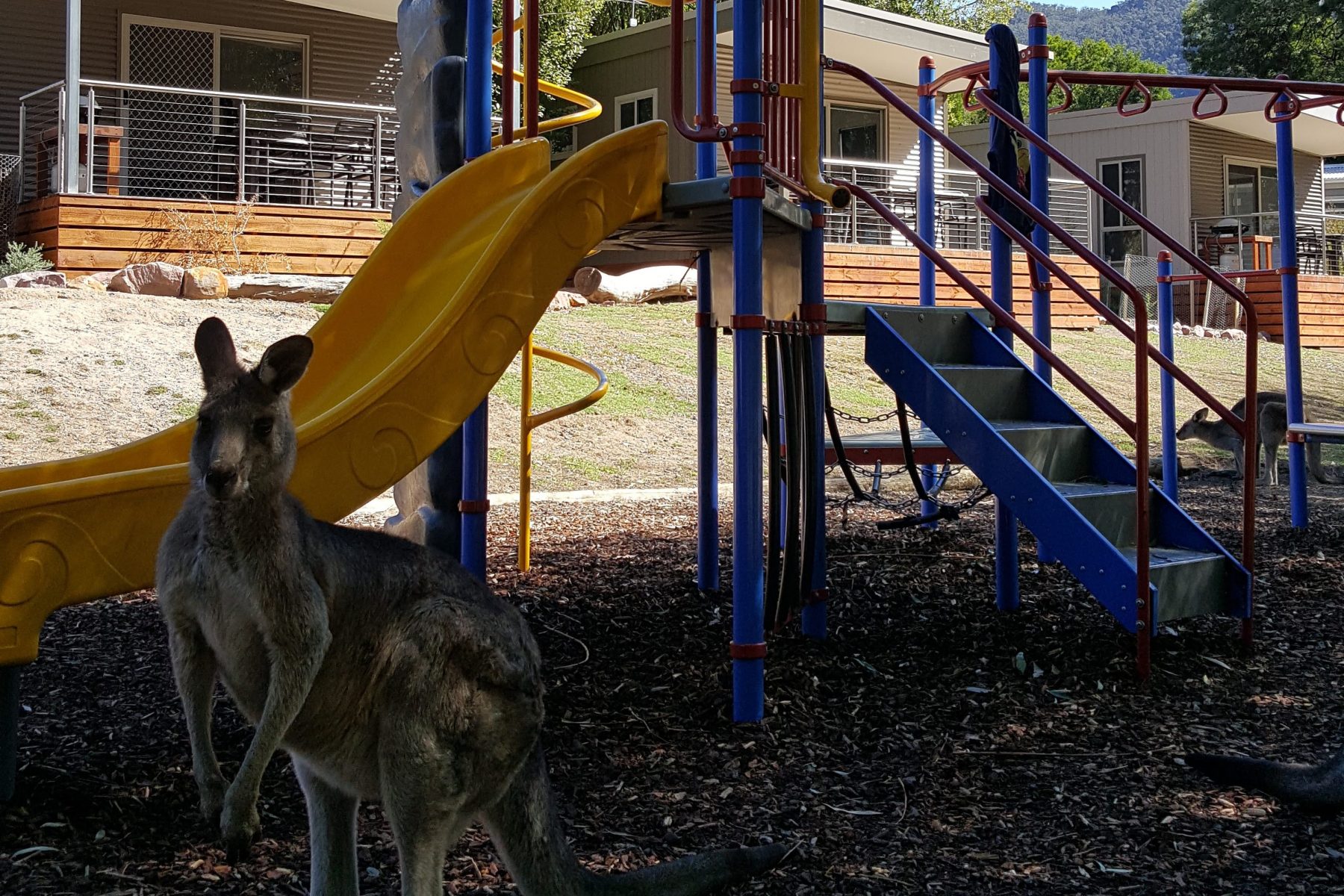 kangaroo at the playground kangaroo sitting at our playground