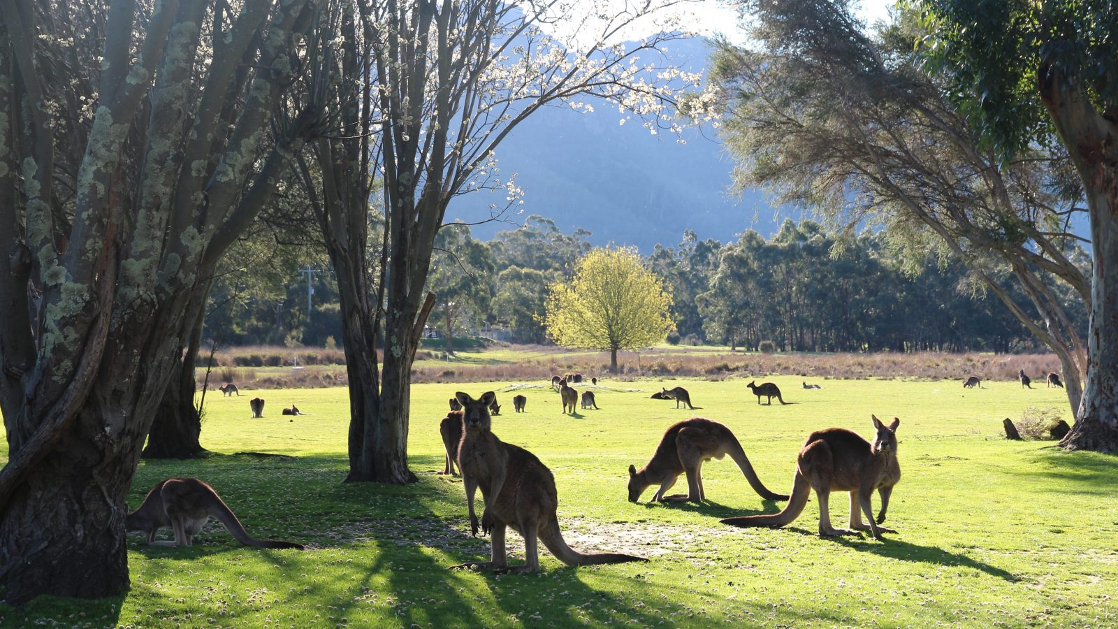 A mob of kangaroos at Halls Gap Lakeside Tourist Park
