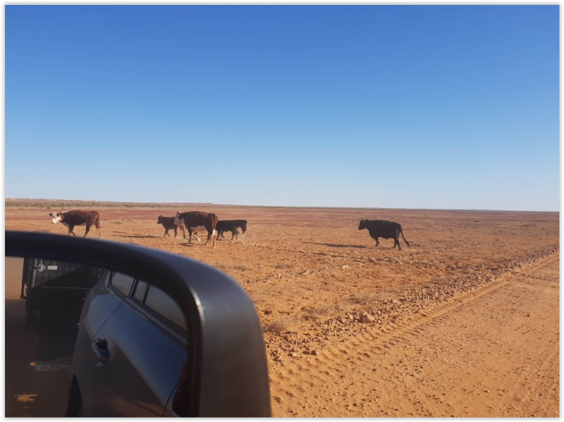 roaming cattle allong the road