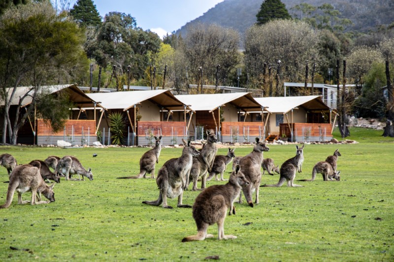 Safari 5p Kangaroos (web) Halls Gap Lakeside