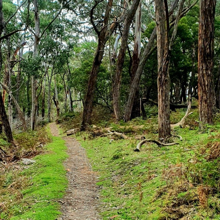 Fyans Creek Loop